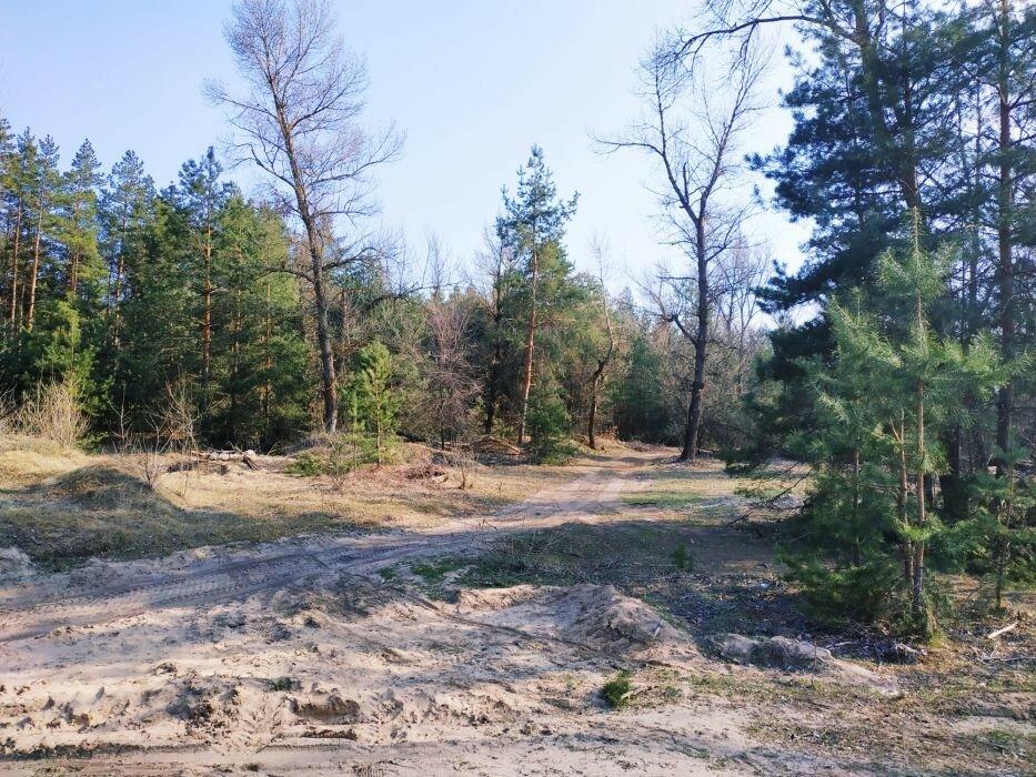 Участок Обуховка ( Кировское ) со своим выходом в сосновый лес