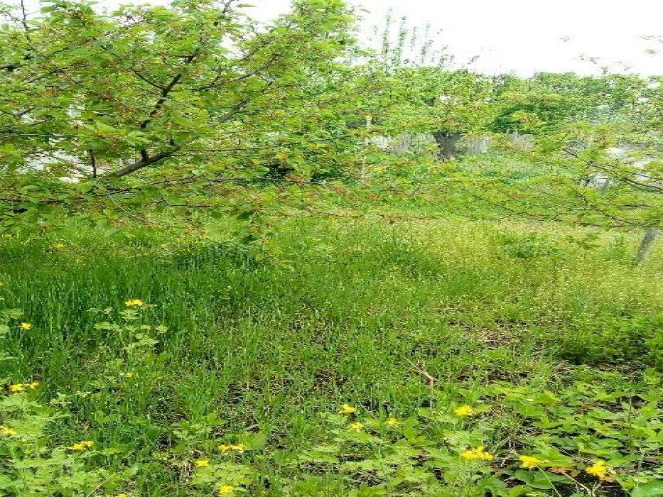 Дачный участок с домиком (садове товариство "Зелена зона") г. Черкассы