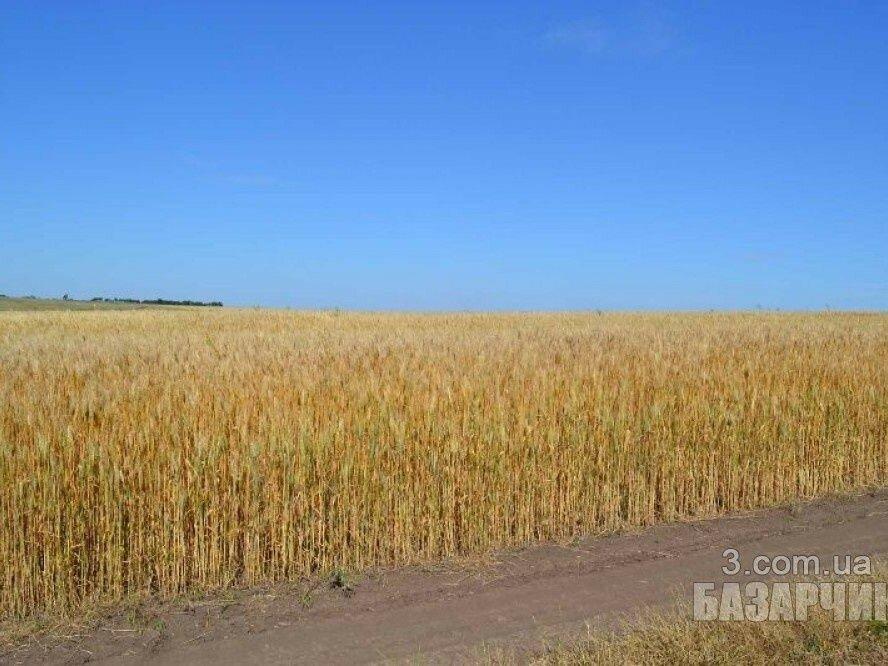 Продам землю сельскохозяйственного назначения в Галициновке. 4 Гектара
