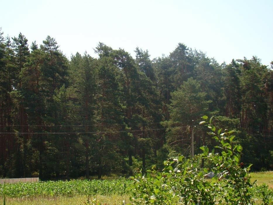 Продам Земельный участокс.Кедына Гора, рядом Днепр ,сосновый лес