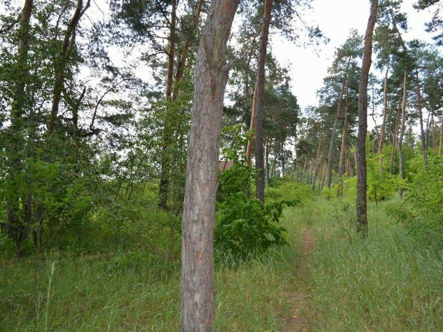 Участок в сосновом лесу Кировское Обуховка