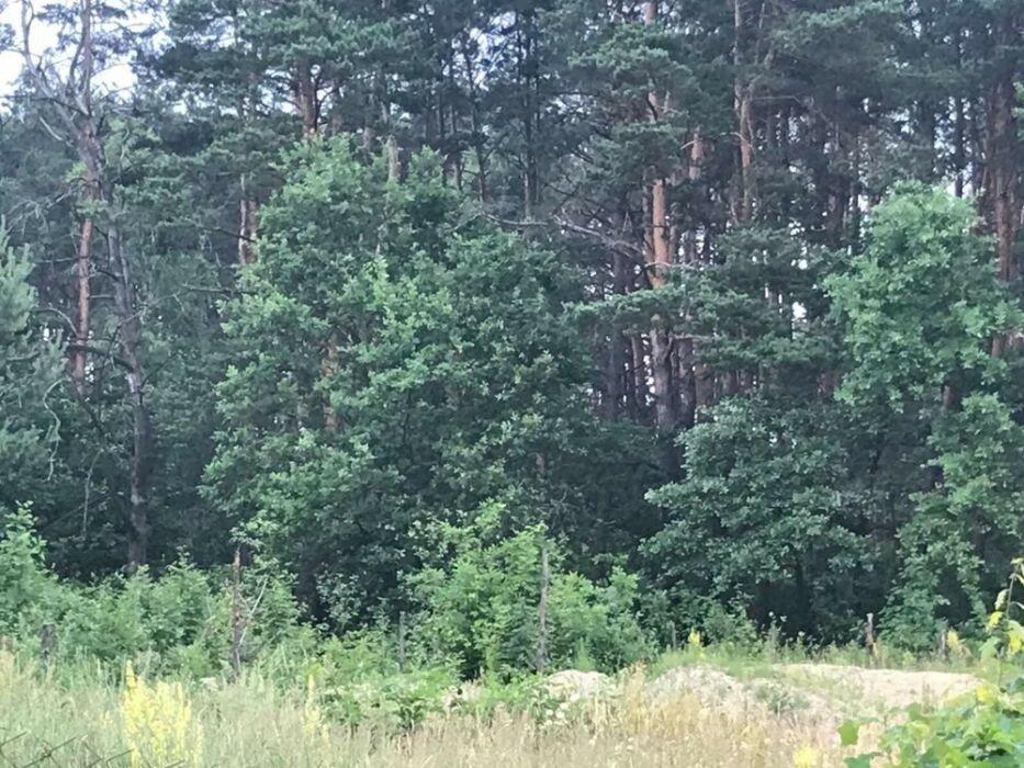 Земельна ділянка Рясне-Руське в середині соснового лісу