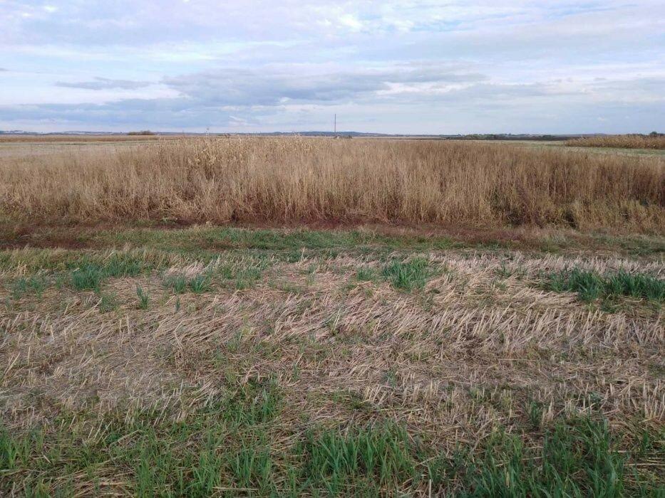 Продаж земельної ділянки сільськогосп призначення в селі Романівка