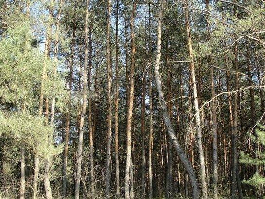 Продам 10 соток земли в Лесных-полянах, с Надержинщина