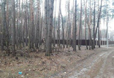 Участки в сосновом лесу 3.5км от Киева (Бориспольская трасса...