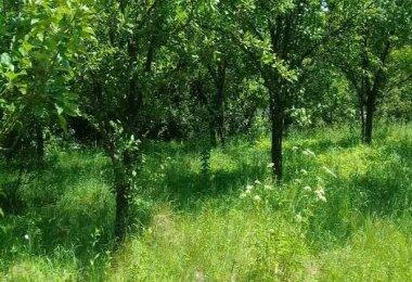 Сад сливово-яблучний