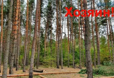 Живописный участок (10 соток) в сосновом лесу! с. Ходосовка....