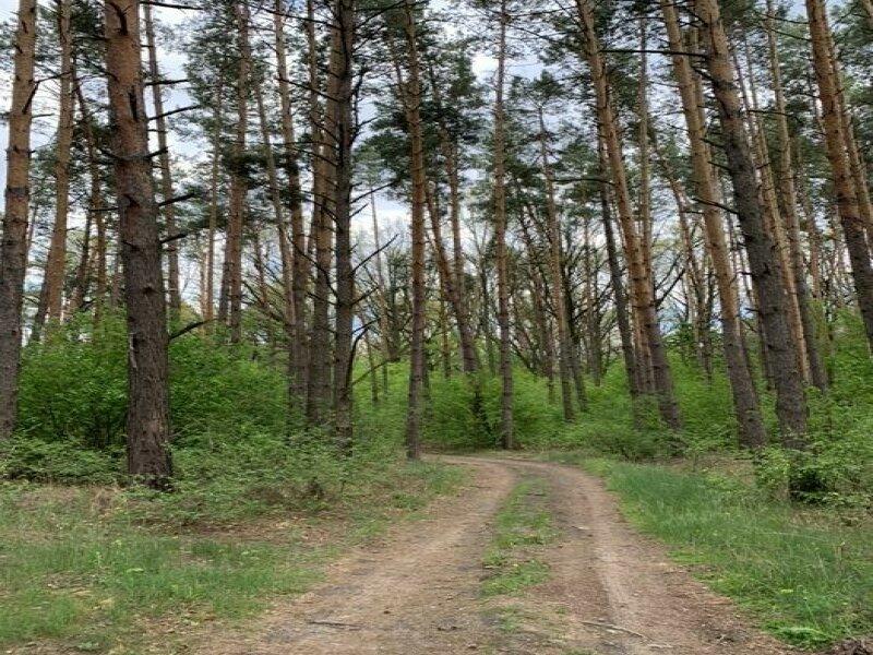 Земля 22 сотки в сосновом лесу Обуховский р-н