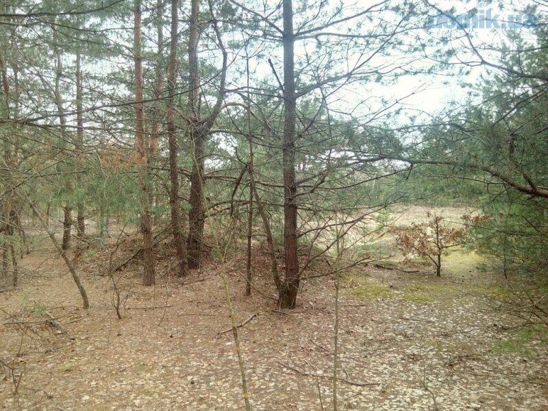 Два участка по 10сот. в лесу в с.Севериновка.От Киева около 30км.