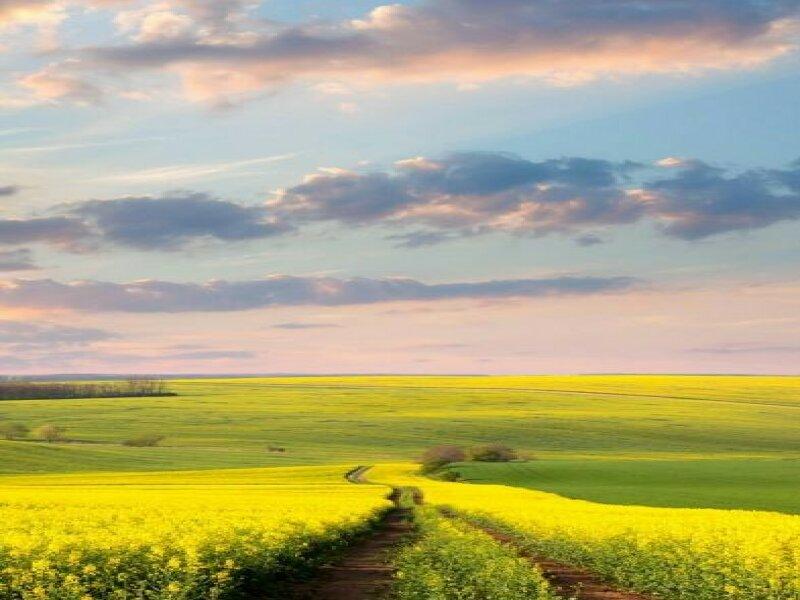 Продам 3,3 гектара земли в Одесской области, Любашовского района.