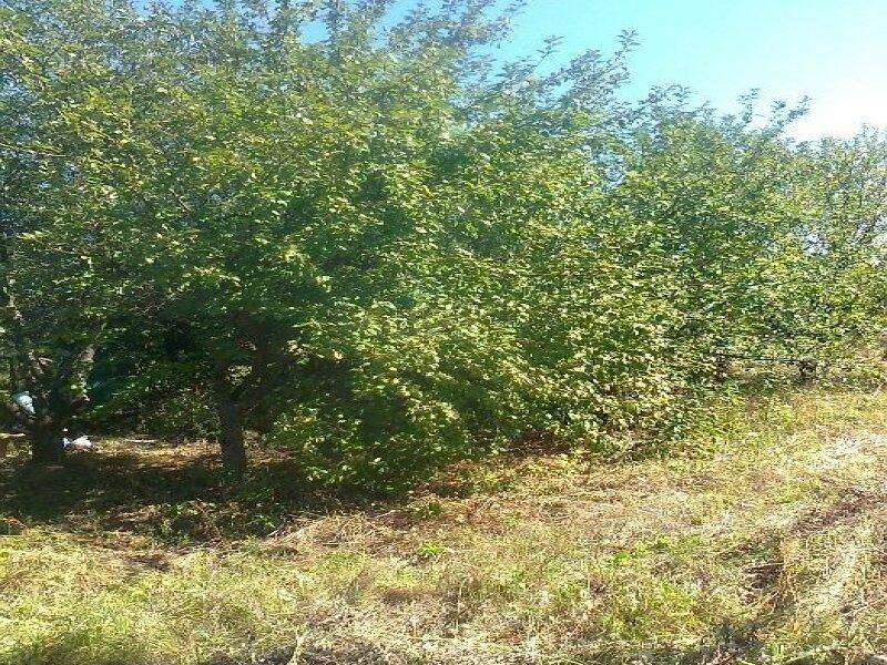 Продам земельный участок с фруктовым садом, 6-соток,в 5 км от Полтавы.
