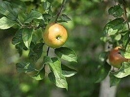 Продається Яблуневий сад