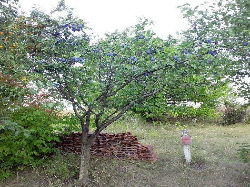 Дачный участок 15 соток (25км.от Киева), хороший сад, вагончик, туалет