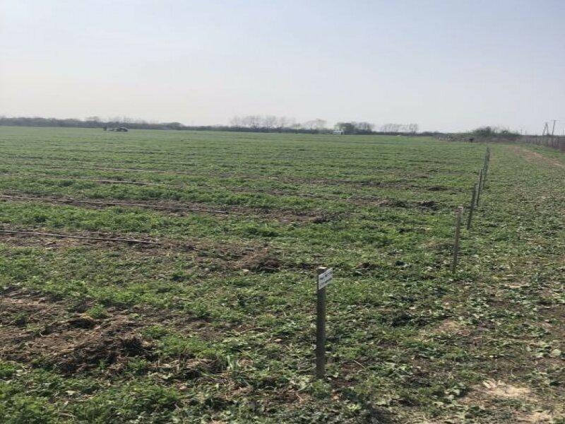 Продам земельну ділянку 6га осг в селі Сюрте Ужгородського району