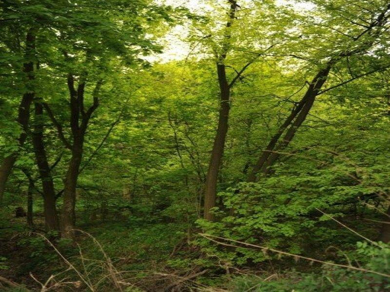 Участок под лесом Подгорцы 41,5 соток(20 застройка+18 ОСГ+3,5 ОСГ.)